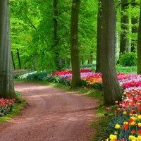 Lai tulpes zied krāšņi! Seši selekcionāra padomi