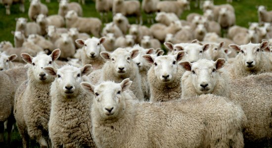 Vai vērts skaitīt aitas, ja nekādi nenāk miegs?