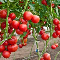 Tautas pieredze tomātu laistīšanā siltumnīcās