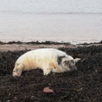 'Delfi' lasītāja pludmalē iemūžina roni; dabas sargi brīdina – tā rīkoties nedrīkst