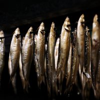 Izbeigta zivju miltu ražotnes 'Mapeteks' darbība