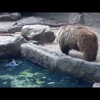 Video: Lācis izglābj vārnu no noslīkšanas
