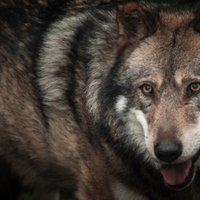 Latvijā noslēgusies vilku jaktes sezona; nomedīti atļautie 280 vilki