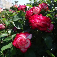 ФОТО: Рундальский замок приглашает посмотреть на цветущие розы во французском саду