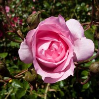 Kā veicināt rožu atkārtotu ziedēšanu