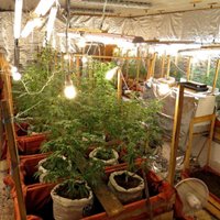 Zemnieku saimniecībā Talsu novadā atrod marihuānas audzētavu