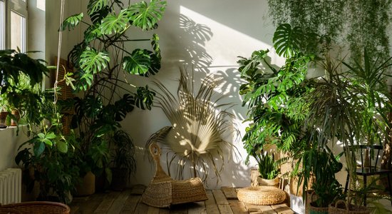 Выше крыши: Пять комнатных растений-великанов, которые могут дорасти до потолка
