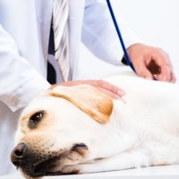 Veterinārārste: jā, es ieteicu nelietot 'Dogo' un no tā neatsakos