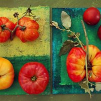 Kā iegūt varenu tomātu ražu?