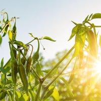 Kā parūpēties par dārzu karstā laikā un ilgtermiņā