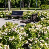 Foto: Ķemeru parkā zied vairāk nekā 2000 rožu