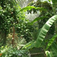 Pētījums: Madagaskaras palmām draud izzušana