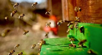 Осторожно, пчела! Чтобы укусы насекомых не испортили праздник Лиго