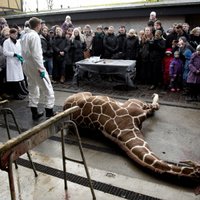 Датчане собираются убить еще одного жирафа
