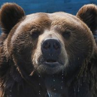 На Камчатке медведь растерзал 15-летнего подростка