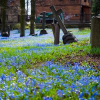 Foto: Zilā ziedu sega Pārdaugavas vecākajā dvēseļu dārzā