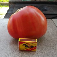 Foto: Latvijā izauguši milzu tomāti