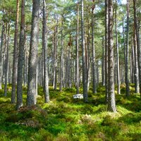 Konkurences padome atklāj karteli AS 'Latvijas valsts meži' iepirkumos