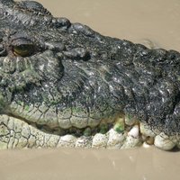 Убийство пятиметрового крокодила вызвало борьбу рептилий за контроль над рекой