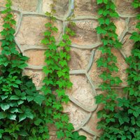 Zaļās sienas un romantiskās noskaņas radītājas vīnstīgas