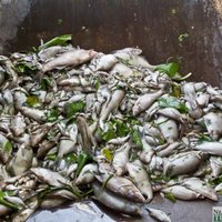 Rozā upe un mirušu zivju tonnas – pēdējo gadu vides katastrofas Latvijā