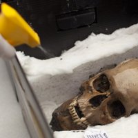 Ученые установили возможную причину гибели 15 млн ацтеков