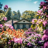 Foto: Rododendru ziedu kupenas Botāniskajā dārzā