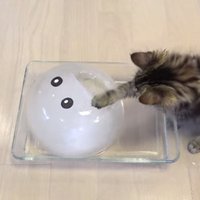 Video: Desmit kaķi atvēsinās, aizrautīgi rotaļājoties ar ledus bumbu