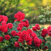 Rožu stādīšana un audzēšana vasarā: no stāda izvēles līdz bagātīgai ziedēšanai