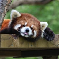 В Рижском зоопарке начались работы по строительству Дома для красных панд