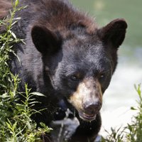 Черный медведь загрыз юного участника забега на Аляске