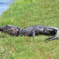 ASV veikalā ierāpo divmetrīgs aligators