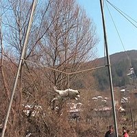 Dīvaina tradīcija Bulgārijā – suņu virpināšana
