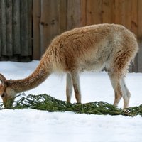 Rīgas zoodārza dzīvnieki našķojas ar eglītēm