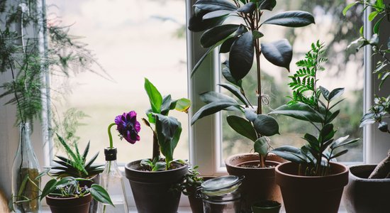 ТОП-8 лучших натуральных удобрений для комнатных растений
