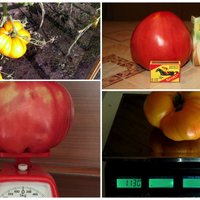 No 700 gramiem līdz kilogramam: lasītāji izaudzē brangus tomātus