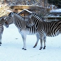 Для создания "саванны" в Рижском зоопарке дополнительно требуется 440 тысяч евро