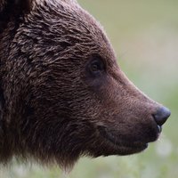 ЧП в Латгалии: медведь напал на сотрудника Latvijas valsts meži