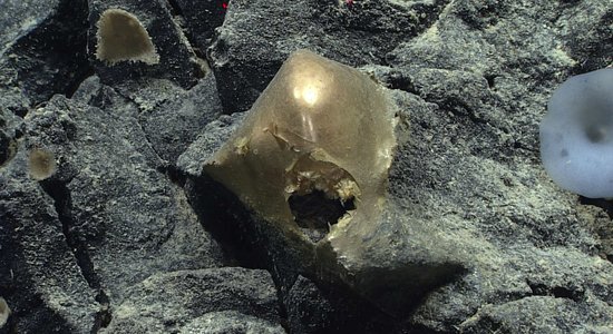 Mistiskā zeltainā bumbuļa atradējs Sems Kandio: ko tādu piedzīvoju pirmo reizi