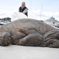 Oslo atklāts jauns mākslas objekts – nogalinātā valzirga Freijas skulptūra