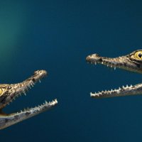 Krokodilu izbāzeņi, lāčāda un čūskas – kādus aizsargājamus īpatņus uz robežas konfiscē VID