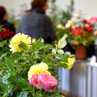 Foto: Latvijas Dabas muzejā uzplaukst vairāk nekā 100 krāšņu rožu