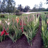 Iespaidīgais selekcionāra Laimoņa Zaķa dārzs, kur radītas 150 gladiolu šķirnes