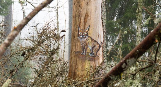 ФОТО. В Эстонии на деревьях обнаружили забавные изображения животных