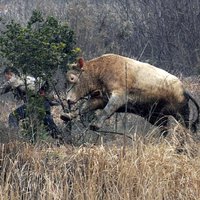 Foto: Aptrakusi govs Ķīnā dzenas pakaļ fermeriem