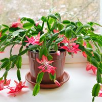 Koši ziedi adatu vietā – Ziemassvētku kaktuss un tā audzēšana