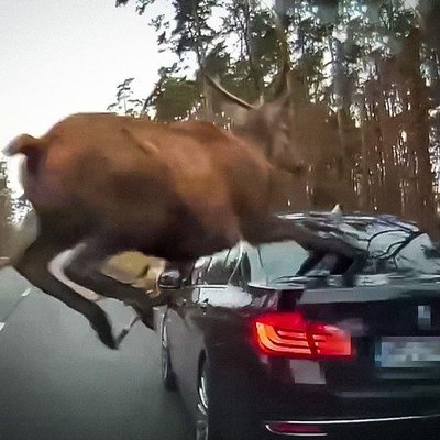 Video: Polijā no meža izskrējis briežu bars uzlec braucošam BMW
