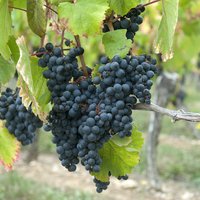 Латвийские виноградники, в которых стоит побывать этой осенью