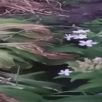Video: Liepājā iemūžināts mulsinošais madaru sfings