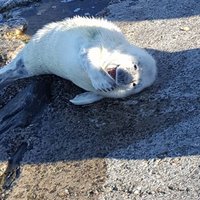 ФОТО, ВИДЕО: На Мангальсале на берег выбрался улыбающийся тюлененок